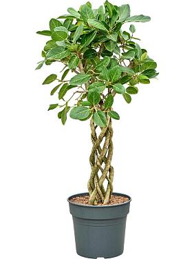 Фикус Бенгальский Одри