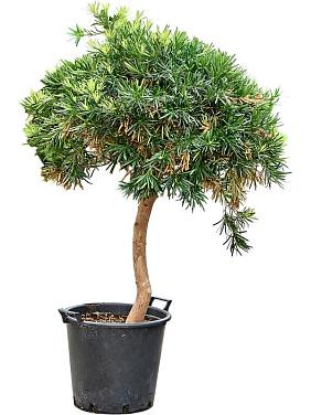 Подокарпус крупнолистный