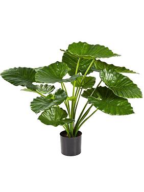 Алоказия Калидора искусственная Алоказия Калидора искусственная