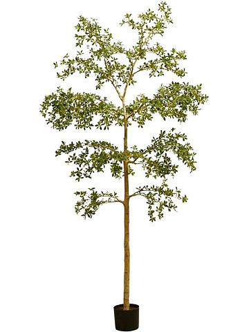 Буцида искусственная Буцида искусственная