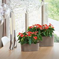 Кашпо Lechuza Delta 10 (белый лакированный)