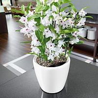 Кашпо Ola Dom Couple Deluxe (белый лакированный)