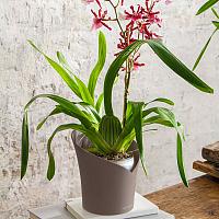 Кашпо Lechuza Orchidea (белый)