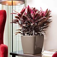 Кашпо Lechuza Quadro LS (серебристый металлик)