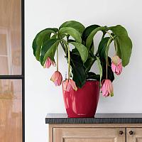 Кашпо Lechuza Classico LS (черный лакированный)